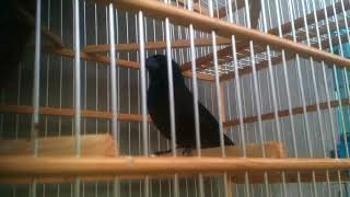 Trini bullfinch 2017 ALL BLACK first black pure black no red black chest bird by Shaffmaster [upl. by Niveb]