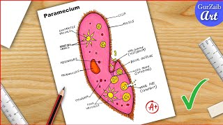 Paramecium Diagram drawing CBSE  easy way  Labeled Science projects  for beginners [upl. by Mercy]