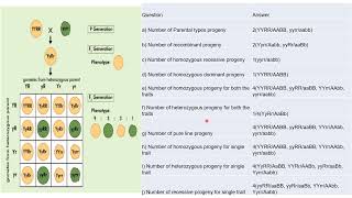 Genetics  Principles of Inheritance [upl. by Charissa547]