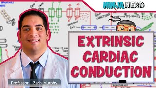 Cardiovascular  Electrophysiology  Extrinsic Cardiac Conduction System [upl. by Mobley]