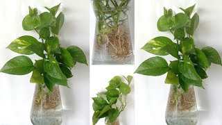 How to grow money plant in water मनी प्लांट सिर्फ पानी में कैसे उगाए। [upl. by Esteban410]