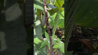 Amorphophallus hybrid  amorphophallus borneensis x variabilis [upl. by Eelloh]