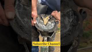 Horse 🐎 Foot Repair cuteanimal animals horse shorts shortsfeed shortvideo [upl. by Airot]