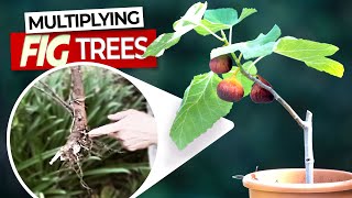 Multiplying Fig Trees  How To Grow A Fig Tree From A Pulling  Fig Propagation [upl. by Graybill]