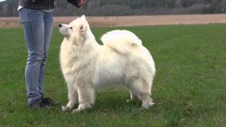 ARABELA White Beauty Of Svidnik  import in The Glow Of The Snowy Star kennel  25 years old [upl. by Assennej]