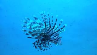 lionfish Pterois miles [upl. by Saitam]