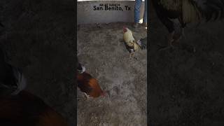 sparring gallosgallofino gamebirds fino finoallafine gamefowl gamefarm ranch ranchoshorts [upl. by Burris578]