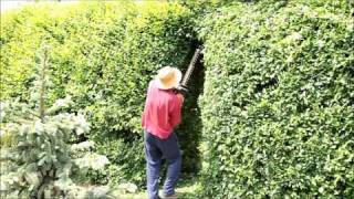 Garden  Gardening  Hedge  Hedging Plants  Gate [upl. by Adnamor]