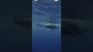 Sperm Whale Opening Its Mouth🐳 whale whales whalewatching [upl. by Dania]