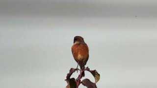 Stonechat RSPB Rainham Marshes 061024 [upl. by Eirrotal774]