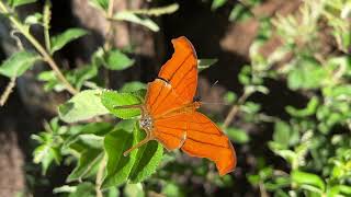 Ruddy Daggerwing nectaring on Sweet Almond bush slow motion [upl. by Rodmann]