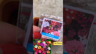 Grow verbena plant from seeds at my terrace garden🪴👍 [upl. by Valdes]