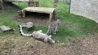 Snow Leopards playing at Northumberland Zoo [upl. by Kreegar518]