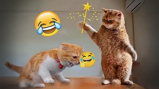 ❤️😂 Best Cats and Dogs Videos 😍😍 Funny Animal Moments 2024  21 [upl. by Ligetti753]