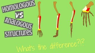 Homologous Structures vs Analogous Structures  Key Differences [upl. by Kire433]