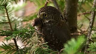 Pygmy owl stab prob4 [upl. by Grossman532]