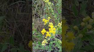 Solidago Rigdia or Goldenrod Stiff [upl. by Aham]