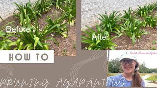 How to prune agapanthus video  rachelshomeandgarden3348 [upl. by Bremen]