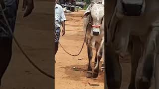 Ongole bulls chirala chirala Ongole bulls cow Ongole cows [upl. by Airla]