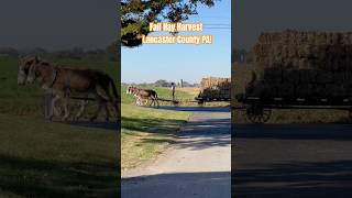 Amish Country Hay Harvest Lancaster County PA amish lancaster farming drafthorse hay harvest [upl. by Norrad175]