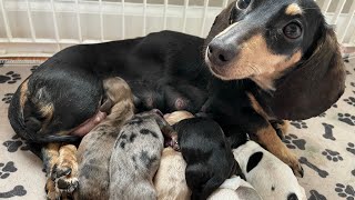 Dachshund Birth [upl. by Darell627]