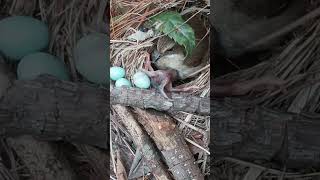 The cuckoo pushed out the third bird egg and I rescued them all back to nest杜鹃鸟把第3颗蓝色鸟蛋推出来了 cuckoo [upl. by Enirok]