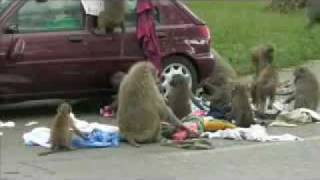 Knowsley Safari Park baboons cause chaos [upl. by Eniamert]