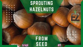 Growing HazelNuts from quotseedquot  Zone 5 [upl. by Anierdna64]