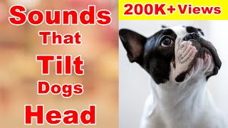 Sounds that makes dogs tilt their heads  sounds that dogs love [upl. by Nnalatsyrc]