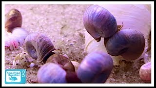 How to Get Rid of Snails in Your Fish Tank [upl. by Juliana]