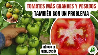 Nutrición Para Tener TOMATES MÁS GRANDES Y PESADOS  Hortalizas y Fertilizantes [upl. by Amelus]