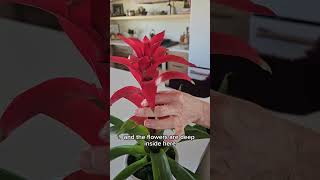 The Key To Making Bromeliad Flowers Last Longer bromeliads [upl. by Dun]