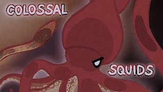 Colossal Squids  The world of deep sea creatures [upl. by Garber]