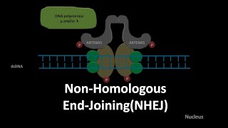 DNA Repair Mechanisms Beautiful USMLE Lectures [upl. by Bugbee]