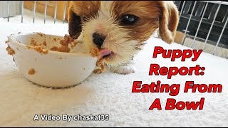 Puppy Report Eating From A Bowl [upl. by Yllop252]