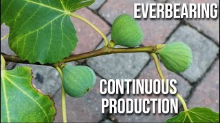 Everbearing Fig Trees How to Make Fig Trees Produce MORE Fruit  CONTINUOUS PRODUCTION [upl. by Padgett]