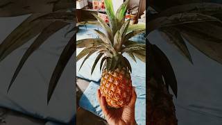 ananas fruit hindisong music [upl. by Gove548]