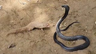 See how Mongoose defeat the huge Black Cobra [upl. by Telfer]