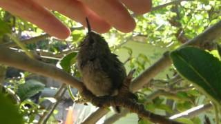 quotMy Little Hummingbirdquot by Brad Stubbs  rescued baby [upl. by Fleisig938]