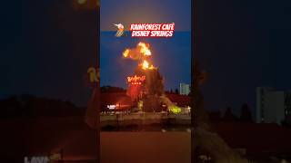 RAINFOREST CAFE DISNEY SPRINGS shorts disney disneysprings orlando rainforest travel fire [upl. by Ralf473]