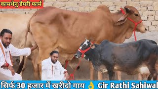 कामधेनु डेयरी फार्म की सबसे टॉप 6 Sahiwal Rathi Gir Jersey Cross Sahiwal Cow For Sale 👌 Dairy Farm [upl. by Ralat]