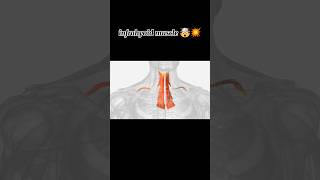 infrahyoid muscle 🤯  group of four muscle that are located inferiorly to hyboid bone in the neck [upl. by Letnuahc]