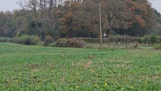 Pheasants in the field  flyaway pheasants  youtubevideo [upl. by Otecina]