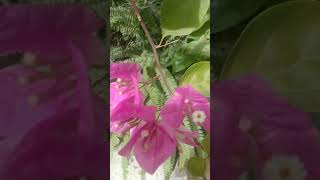 bougainvilleas flowers plants nature [upl. by Yreva]