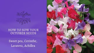 How to sow your October seeds sweet pea cerinthe lavatera achillea [upl. by Aidualk]