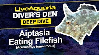 LiveAquaria® Diver’s Den® Deep Dive Aiptasia Eating Filefish Acreichthys tomentosus [upl. by Holly-Anne]