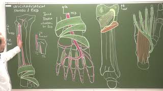 MI 9  Vascularisation de la jambe et du pied Vascularization of the leg and foot [upl. by Linc468]