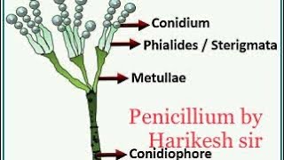 🌲Penicillium  penicillium notatum penicillium vermiculus penicillium by harikesh sir [upl. by Irrej]