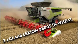 4Kᵁᴴᴰ Harvest 2024 Two of Thurlow Estates Claas Lexion 8800 TT combines harvesting wheat in Cambs [upl. by Enaffit510]