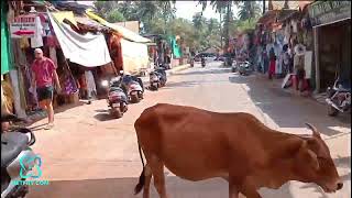 Arambol Beach Goa Market Glimpse view [upl. by Nylecoj]